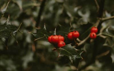 The Importance of Sabbath Rest for Our Weary Souls