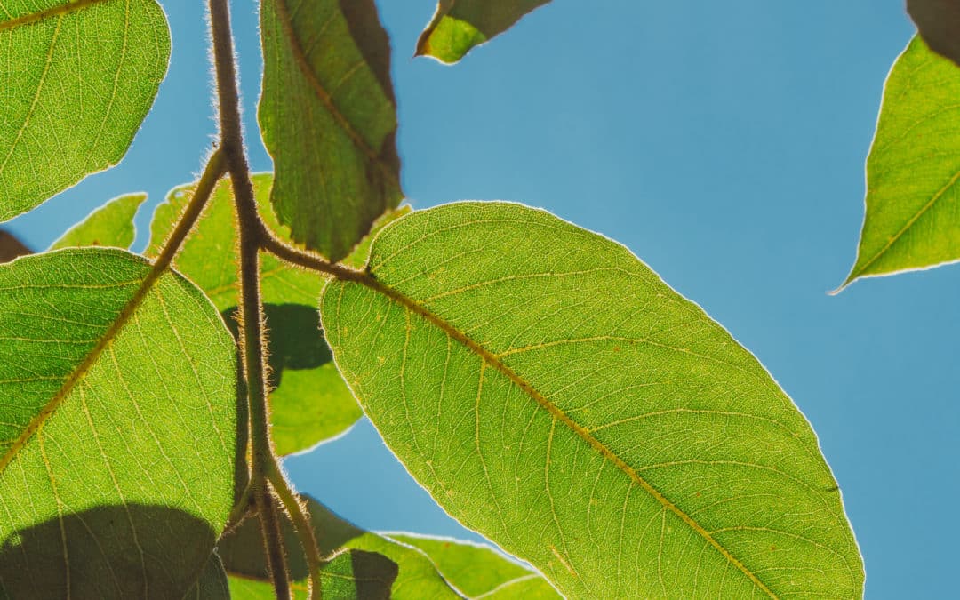 The Key to Growth is Who We Are, Not What we Know or What we Do